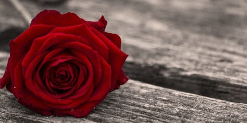 red-rose-RIP