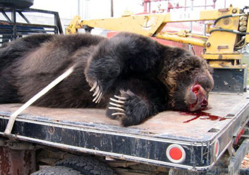 The Unbearable Killing of Yellowstones Grizzlies